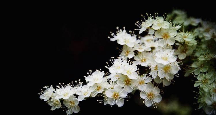 珍珠梅的花语及寓意（探寻珍珠梅花开的背后故事）