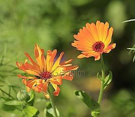 夏天有什么漂亮的花（盘点五种夏天十种最美的花）