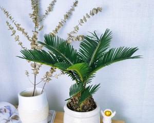 苏铁是什么植物类群（关于苏铁的简介）