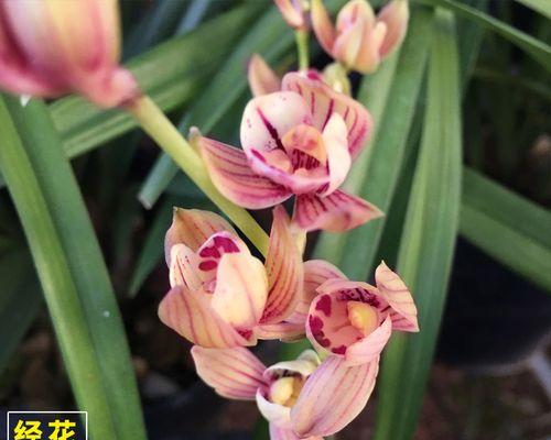 金荷兰花养殖注意事项是什么（有关金荷兰花种植方法）