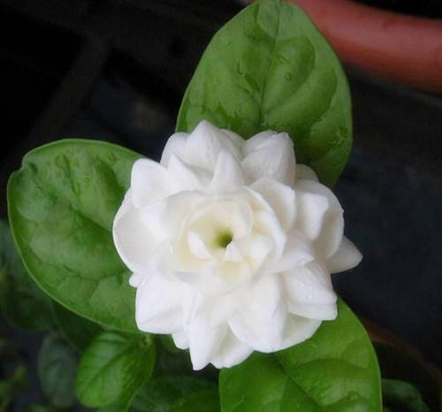 茉莉什么时候开花（详解茉莉花养护知识）