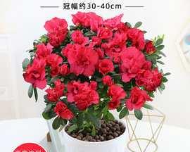 鸡冠杜鹃花好养吗（鸡冠杜鹃花养殖方法讲解）