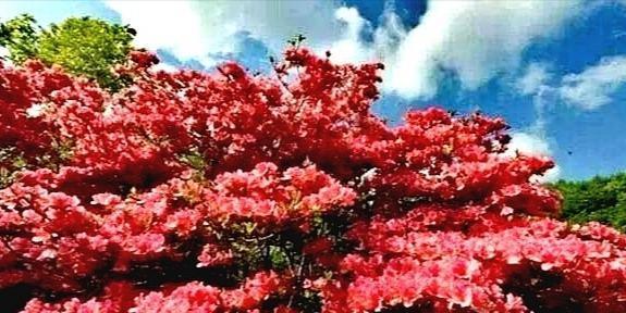 鸡冠杜鹃花好养吗（鸡冠杜鹃花养殖方法讲解）
