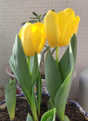 郁金香花期怎么养护（郁金香的日常养护要点）