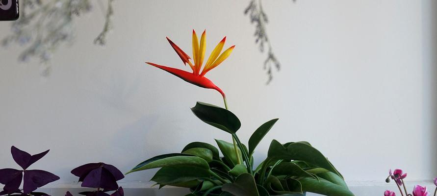 望鹤兰的养殖方法