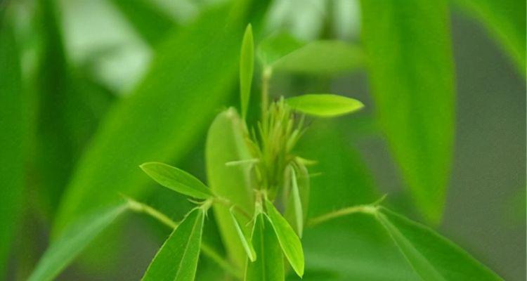 跳舞草种子怎么种（跳舞草播种方法和时间）