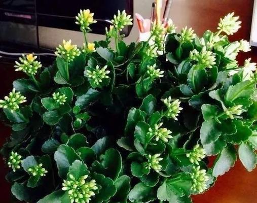 适合室内的植物有哪些（盘点十种适合室内养的植物）