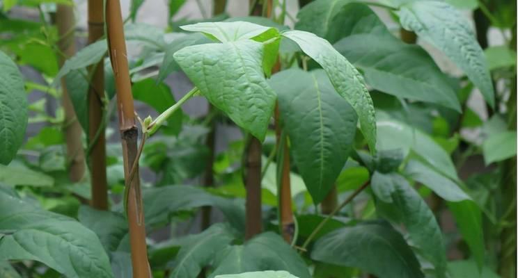 豇豆种植技术与管理（优化生长环境）