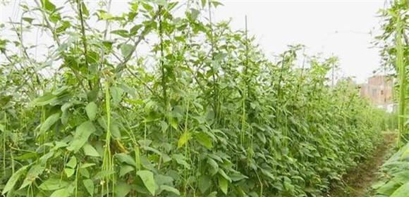 豇豆种植技术与管理（优化生长环境）