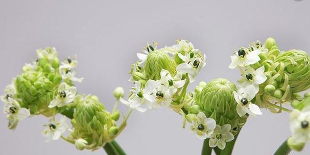以花语比较虐心的花——那一刻，我明白了（用花朵的语言）