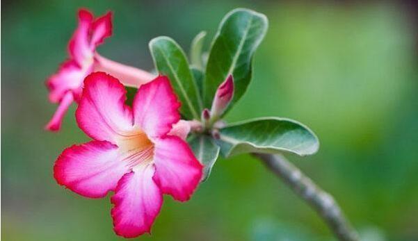 花语大全（坚韧）