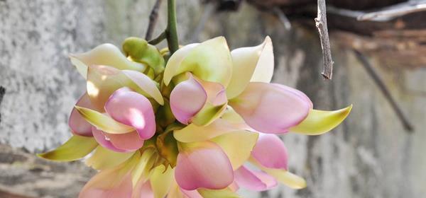 花语含义大全（探索花语之美）