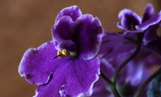 以花语是友情的花为主题的文章（深入探究花朵中蕴含的友情之意义）
