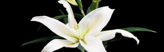 黄百合花的寓意与美好生活（探索黄百合花的内涵与象征）