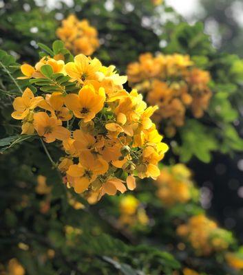 以黄槐花的花语为主题的文章（探寻黄槐花的美丽与意义）