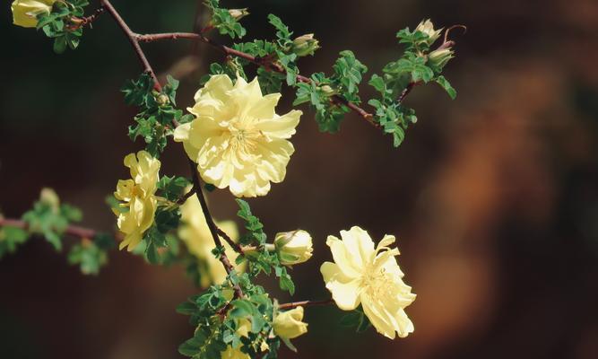 黄玫瑰花的花语与象征意义（黄玫瑰之黄昏）