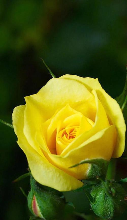 黄玫瑰的花语-幸福与友谊（传递温暖与快乐的黄玫瑰）