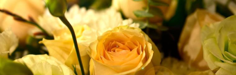 黄蔷薇花语（探索黄蔷薇的意义与象征）