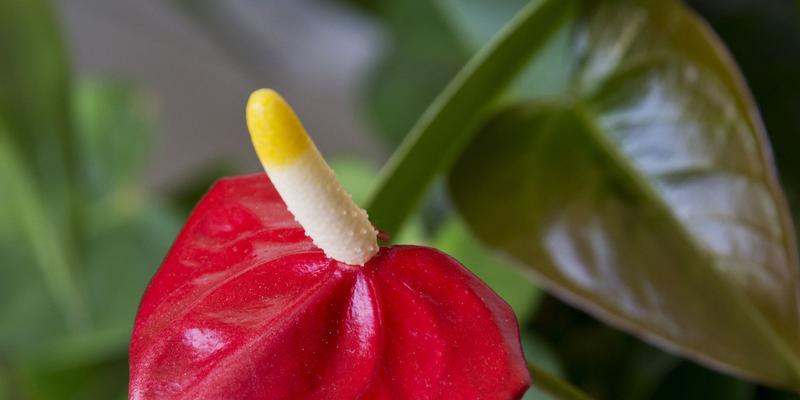 火鹤花（火鹤花的代表寓意及其传承之美）