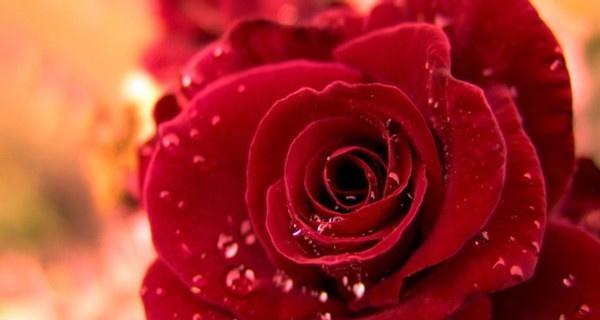 玫瑰花的象征意义及不同朵数的含义（解读玫瑰花背后的情感密码）