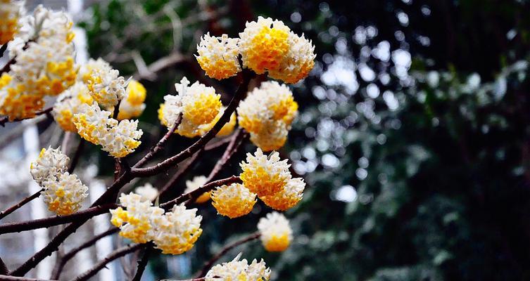 以结香的花语与传说（传说中的结香花的奇妙力量与意义）