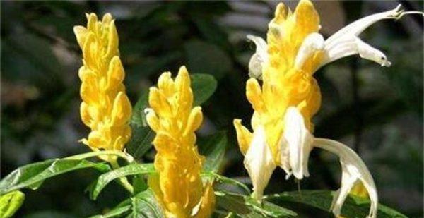 金苞花的花语及其寓意（揭示金苞花代表的含义及对人们的启示）