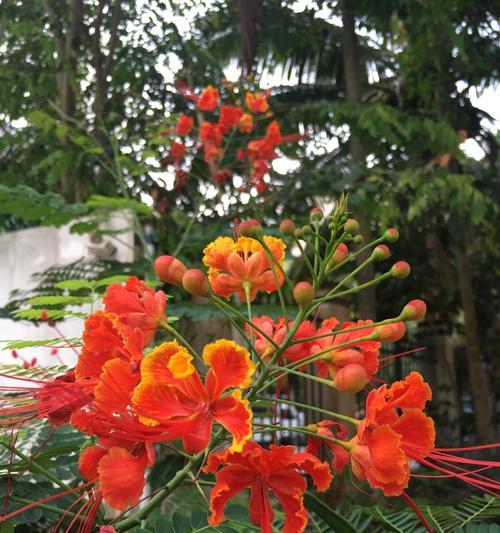 金凤花的寓意与象征意义（探寻金凤花的美丽与神秘）