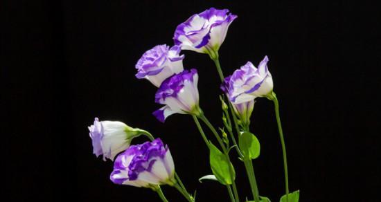 桔梗花语与象征