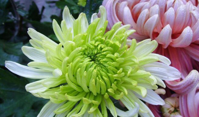 绿色菊花的象征意义及传达的信息（深入探索绿色菊花所代表的寓意与寄托）