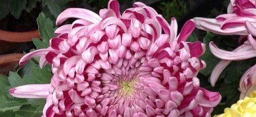 菊花花语的象征与寓意（探索菊花的意义与美丽）
