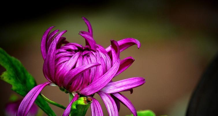 解读菊花的象征意义和文化内涵（菊花）