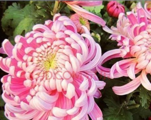 菊花的象征意义与文化传承（深入探索菊花的象征意义）