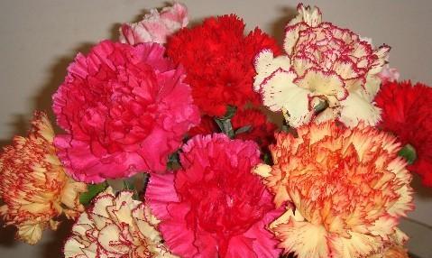 康乃馨——花海中的爱之芬芳（康乃馨的含义及象征）