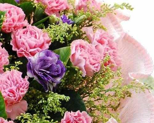 康乃馨的花语（康乃馨花语的深刻意义与传达方式）