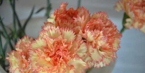 康乃馨的花语（康乃馨花语的深刻意义与传达方式）