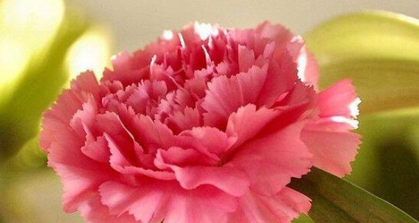 康乃馨的花语（康乃馨花语的深刻意义与传达方式）