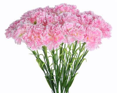 康乃馨的花语与寓意（康乃馨多朵所代表的不同含义）