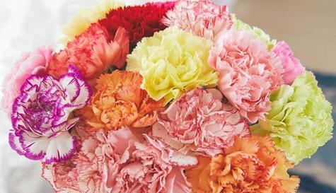 康乃馨的花语与意义（解读康乃馨的浪漫与祝福）