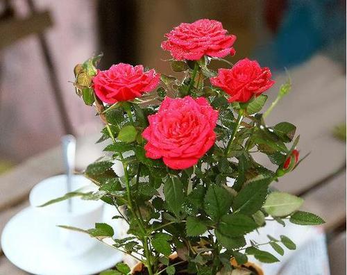 种植玫瑰花用什么土壤（玫瑰花的栽培与管理技术）