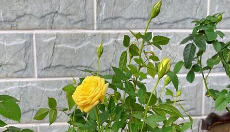 种植玫瑰花用什么土壤（玫瑰花的栽培与管理技术）