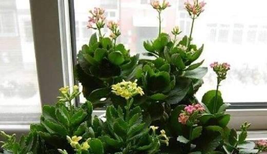 夏季长寿花怎样养（长寿花夏季养护要点）