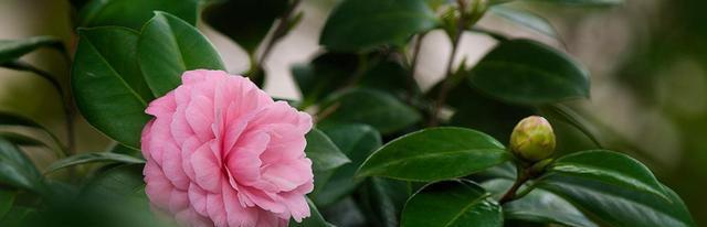 茶水可以浇花吗（关于茶水浇花正确方法）