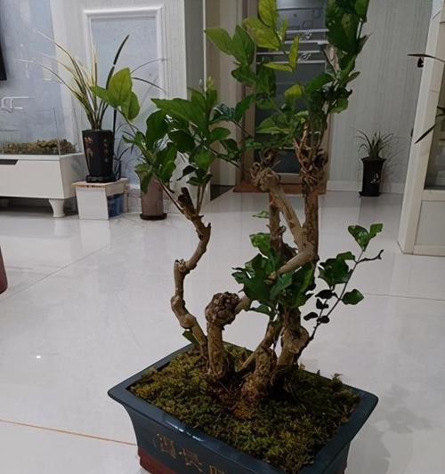 怎么养好茉莉花盆栽（盆栽茉莉的养殖方法和注意事项）