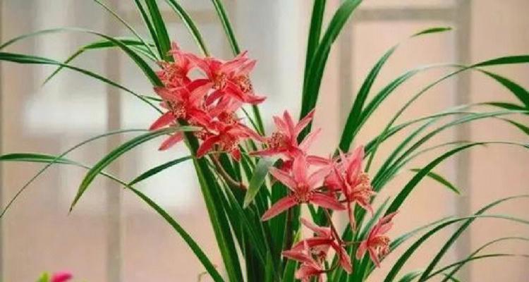 兰花怎么种植（家庭盆栽兰花种植方法）