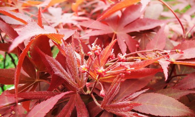 红枫种子怎么种植方法（有关红枫栽培技术）
