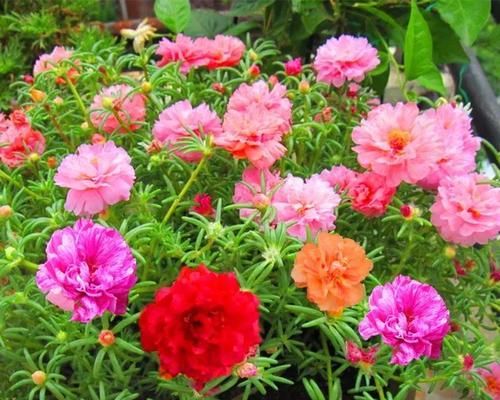 5月开什么花（盘点七种五月开花的植物）