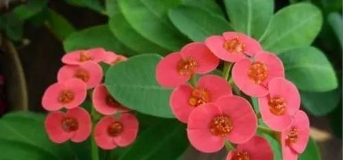 5月开什么花（盘点七种五月开花的植物）