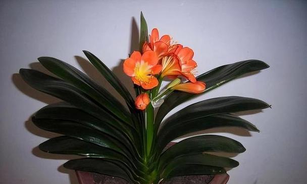 怎样养君子兰花（君子兰家庭养法）