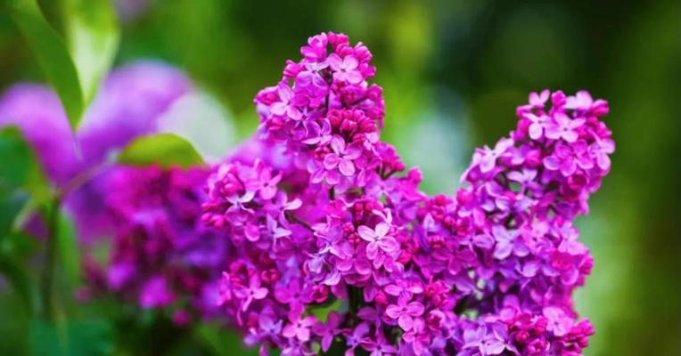 丁香花是什么季节开放的（有关丁香的开花时间）