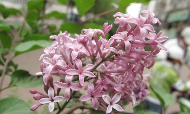 丁香花是什么季节开放的（有关丁香的开花时间）